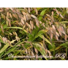  Хасмантіум широколистий (Chasmanthium latifolium) - 