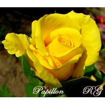  Papillon (Папилон)