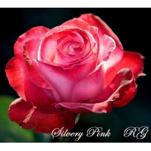  Silvery Pink (Сильвери пинк)