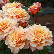 Caramella (Карамелла)