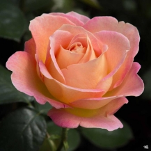 Elle (Эль) - 
