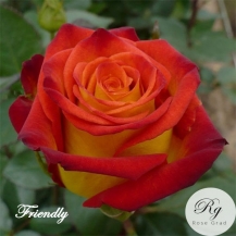 Friendly (Френдли) - дворічнi