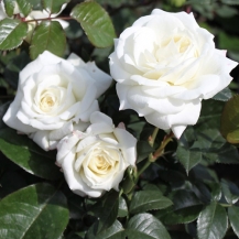 Alabaster Алабастер