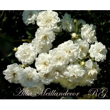 Alba Meillandecor (Альба Мейяндекор) - 