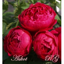 Ascot / Аскот - дворічнi