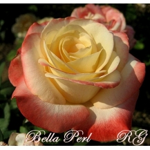 Belle Perle / Bella Perla  (Бель Перл) - дворічнi