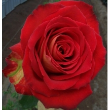 Bernadete bicolor (Бернадет биколор)