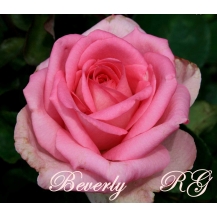 Beverly (Беверли) - 