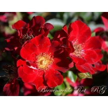 Bienenweide Rot (Биененвейде Рот)