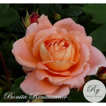 Bonita Renaissance (Бонита Ренесанс)