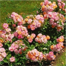 Bordure Camaieu Бордюр Камей - 