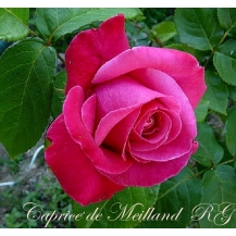 Caprice de Meilland (Каприз де Меян)