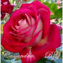 Cassandra (Кассандра)