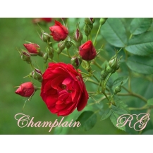 Champlain Чаймплэйн - дворічнi