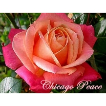 Chicago Peace (Чикаго Пис) - 