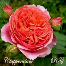 Chippendale / Чіппендейл