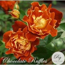 Chocolate Ruffles (Шоколад Раффлз) - дворічнi