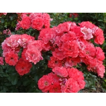 Coral Drift Корал дрифт - 