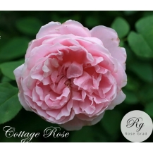 Cottage Rose / Котедж Роуз