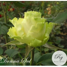 Donna Sol (Донна Соль) - 