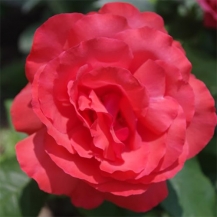 Duftwolke Дуфтвольке - 