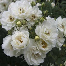 Edelweiss (Эдельвейс)