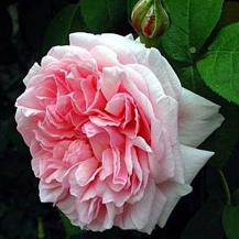 Eglantyne / Еглантайн