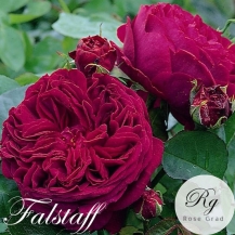 Falstaff / Фальстаф