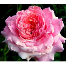 Florajet (Флораже) - 