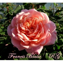 Francis Blaise (Френсис Блэйз)