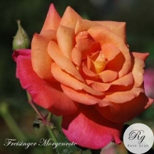 Freisinger Morgenrote (Фрайзингер Моргенрот)