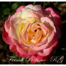 French Perfume (Френч Парфум) - дворічнi