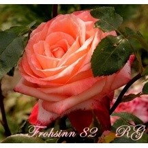 Frohsinn 82 (Фрозин 82) - 