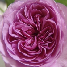 Gertrude Jekyll / Гертруда Джекілл