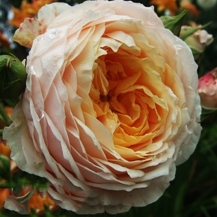 Ginger Syllabub / Джинджер Cалібаб