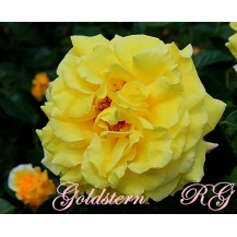 Goldstern (Голдштерн)