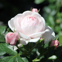 Hans Gonewein Rose (Ханс Геневайн Роуз)