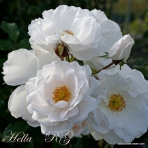 Hella (Хелла)