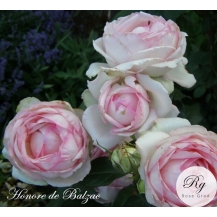 Honore de Balzac (Оноре де Бальзак)