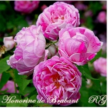 Honorine de Brabant (Онорин де Брабан) - 