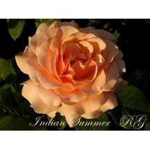Indian Summer (Индиан Саммер)