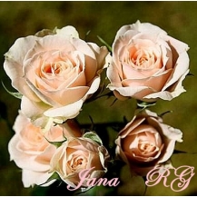 Jana / Яна