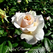 Julia Renaissance (Джулия Ренесанс)
