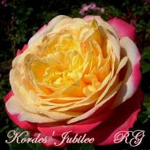 Kordes Jubilee / Ювілей Кордеса - дворічнi
