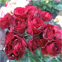 Red Spray / Червоний спрей