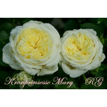 Kronprinsesse Mary (Кронпринцесс Мэри)