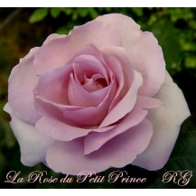 La Rose du Petit Prince / Ля Роз дю Петі Принс - дворічнi