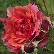 Laduree (Ладури)