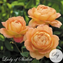 Lady of Shalott / Леді оф Шалотт