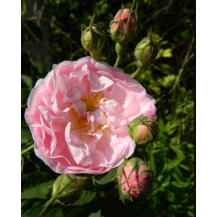 Lan (Лань)